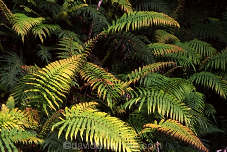 branch;branches;fern;ferns;forest;forestry;forests;frond;fronds;green;leaf;leaves;lush;native-bush;red;single