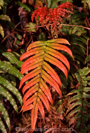 fern;ferns;forest;forestry;forests;green;lush;native-bush;red