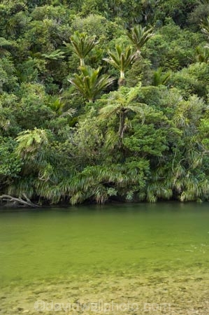 beautiful;beauty;brook;brooks;bush;color;colors;colour;colours;creek;creeks;cyathea;endemic;fern;ferns;flow;forest;forests;frond;fronds;green;lush;N.Z.;national-park;national-parks;native;native-bush;native-plant;native-plants;natives;natural;nature;New-Zealand;nikau;nikau-palm;nikau-palms;nikaus;NZ;palm;palm-tree;palm-trees;palms;Paparoa-N.P.;Paparoa-National-Park;Paparoa-NP;plant;plants;ponga;pongas;Pororari-River;Punakaiki;punga;pungas;rain-forest;rain-forests;rain_forest;rain_forests;rainforest;rainforests;Rhopalostylis-sapida;river;rivers;S.I.;scene;scenic;SI;South-Island;stream;streams;tree;tree-fern;tree-ferns;trees;unspoilt;untouched;verdant;water;West-Coast;Westland;wet;wilderness