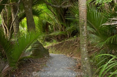 beautiful;beauty;bush;endemic;forest;forests;green;lush;N.Z.;national-park;national-parks;native;native-bush;native-plant;native-plants;natives;natural;nature;New-Zealand;nikau;nikau-palm;nikau-palms;nikaus;NZ;palm;palm-tree;palm-trees;palms;Paparoa-N.P.;Paparoa-National-Park;Paparoa-NP;plant;plants;Pororari-River-Track;Punakaiki;rain-forest;rain-forests;rain_forest;rain_forests;rainforest;rainforests;Rhopalostylis-sapida;S.I.;scene;scenic;SI;South-Island;tree;trees;verdant;walking-track;walking-tracks;West-Coast;Westland