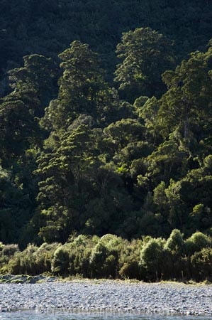 beautiful;beauty;Beech-Forest;bush;endemic;forest;forests;green;N.Z.;national-park;national-parks;native;native-bush;natives;natural;nature;New-Zealand;Nothofagus;NZ;Paparoa-N.P.;Paparoa-National-Park;Paparoa-NP;Punakaiki;rain-forest;rain-forests;rain_forest;rain_forests;rainforest;rainforests;S.I.;scene;scenic;SI;South-Island;southern-beeches;timber;tree;tree-trunk;tree-trunks;trees;trunk;trunks;West-Coast;Westland;wood;woods