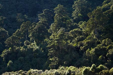 beautiful;beauty;Beech-Forest;bush;endemic;forest;forests;green;N.Z.;national-park;national-parks;native;native-bush;natives;natural;nature;New-Zealand;Nothofagus;NZ;Paparoa-N.P.;Paparoa-National-Park;Paparoa-NP;Punakaiki;rain-forest;rain-forests;rain_forest;rain_forests;rainforest;rainforests;S.I.;scene;scenic;SI;South-Island;southern-beeches;timber;tree;tree-trunk;tree-trunks;trees;trunk;trunks;West-Coast;Westland;wood;woods