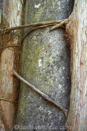 Buller-District;Buller-Region;epiphyte;epiphytes;Metrosideros-robusta;N.Z.;New-Zealand;Northern-rata;northern-ratas;NZ;Paparoa-N.P.;Paparoa-National-Park;Paparoa-NP;Punakaiki;rata;Rata-Tree;Rata-Trees;ratas;S.I.;SI;South-Is;South-Island;Te-Miko;tree-trunk;tree-trunks;Truman-Track;trunk;trunks;West-Coast;Westland