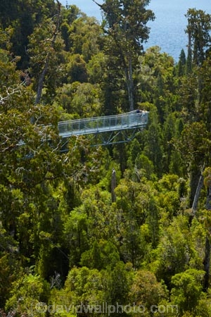 aerial-walkway;aerial-walkways;aerials-walkways;bridge;bridges;bush;canopy;canopy-walk;cantilever;cantilevers;eco-tourism;ecotourism;elevated-walkway;elevated-walkways;engineering;forest;forest-canopy;forests;high;high-up;Hokitika;lush;luxuriant;M.R.;model-release;model-released;MR;N.Z.;native-bush;native-forest;native-forests;native-tree;native-trees;native-woods;natural;nature;New-Zealand;NZ;plant;plants;rain-forest;rain-forests;rain_forests;rainforest;rainforest-canopy;rainforest-walk;rainforests;S.I.;SI;South-Is;South-Island;steel;Sth-Is;structure;structures;tourism;travel;tree;Tree-top-Walk;Tree-top-Walkway;tree-trunk;tree-trunks;Tree_top-Walk;Tree_top-Walkway;trees;Treetop-Walk;Treetop-Walkway;walkway;walkways;West-Coast;West-Coast-Treetop-Walk;West-Coast-Treetop-Walkway;Westland;wood;woods