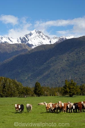 agricultural;agriculture;alp;alpine;alps;altitude;animal;animals;beef;cattle;country;countryside;cow;cows;farm;farming;farmland;farms;field;fields;Fox-Glacier;fur;grass;grassy;Herbivore;Herbivores;Herbivorous;herd;herds;high-altitude;Livestock;main-divide;mammal;mammals;meadow;meadows;mount;mountain;mountain-peak;mountainous;mountains;mountainside;mt;mt.;New-Zealand;paddock;paddocks;pasture;pastures;peak;peaks;range;ranges;rural;snow;snow-capped;snow_capped;snowcapped;snowy;South-Island;southern-alps;stock;summit;summits;West-Coast;westland