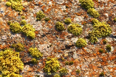 Franz-Josef-Glacier;Moss;mosses;mossy;New-Zealand;plant;plants;rock;rocks;South-Island;South-West-New-Zealand-World-He;southern-alps;Te-Poutini-National-Park;Te-Wahipounamu;texture;textures;West-Coast;westland;westland-national-park