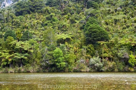 brook;brooks;bush;color;colors;colour;colours;creek;creeks;fern;ferns;forest;forests;Fox-River;green;lush;native;natural;nature;New-Zealand;nikau;nikaus;palm;palms;Paparoa-National-Park;rain-forest;river;rivers;south-island;stream;streams;unspoilt;untouched;verdant;west-coast;westland;wilderness