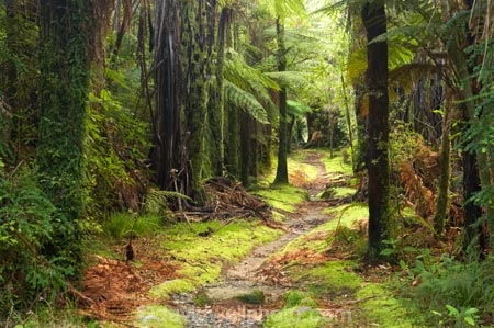 beautiful;beauty;bush;color;colors;colour;colours;endemic;fern;ferns;forest;forests;Fox-River;green;lush;native;native-bush;natives;natural;nature;new-zealand;Paparoa-National-Park;rain-forest;rain-forests;rain_forest;rain_forests;rainforest;rainforests;scene;scenic;south-island;timber;track;tracks;tree;tree-trunk;tree-trunks;trees;trunk;trunks;unspoilt;verdant;walking-track;walking-tracks;west-coast;westland;wilderness;wood;woods