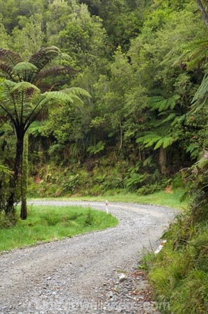 beautiful;beauty;Bullock-Creek;bush;countryside;dusty;endemic;fern;ferns;forest;forests;gravel-road;gravel-roads;green;metal-road;metal-roads;metalled-road;metalled-roads;native;native-bush;natives;natural;nature;new-zealand;Paparoa-National-Park;Punakaiki;rain-forest;rain-forests;rain_forest;rain_forests;rainforest;rainforests;road;roads;rural;scene;scenic;south-island;tree;trees;trunk;trunks;west-coast;westland