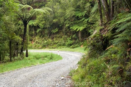 beautiful;beauty;Bullock-Creek;bush;countryside;dusty;endemic;fern;ferns;forest;forests;gravel-road;gravel-roads;green;metal-road;metal-roads;metalled-road;metalled-roads;native;native-bush;natives;natural;nature;new-zealand;Paparoa-National-Park;Punakaiki;rain-forest;rain-forests;rain_forest;rain_forests;rainforest;rainforests;road;roads;rural;scene;scenic;south-island;tree;trees;trunk;trunks;west-coast;westland