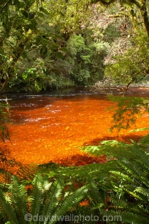 beautiful;beauty;bush;endemic;fern;ferns;forest;forests;green;Kahurangi-National-Park;Karamea;lush;national-park;national-parks;native;native-bush;natives;natural;nature;New-Zealand;Nothofagus;Oparara-Basin;Oparara-River;ponga;pongas;punga;pungas;rain-forest;rain-forests;rain_forest;rain_forests;rainforest;rainforests;river;rivers;scene;scenic;South-Island;southern-beeches;tannin;tannin-stained;tannin-stained-river;tannin-stained-water;tannin_stained;tannin_stained-river;tannin_stained-water;timber;tree;tree-fern;tree-ferns;tree-trunk;tree-trunks;trees;trunk;trunks;verdant;West-Coast;Westland;wood;woods