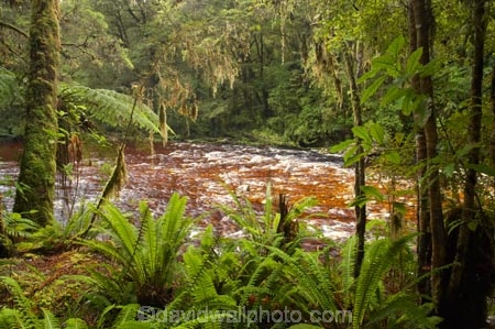 beautiful;beauty;bush;endemic;fern;ferns;forest;forests;green;Kahurangi-National-Park;Karamea;lush;national-park;national-parks;native;native-bush;natives;natural;nature;New-Zealand;Nothofagus;Oparara-Basin;Oparara-River;ponga;pongas;punga;pungas;rain-forest;rain-forests;rain_forest;rain_forests;rainforest;rainforests;scene;scenic;South-Island;southern-beeches;tannin;tannin-stained;tannin-stained-river;tannin-stained-water;tannin_stained;tannin_stained-river;tannin_stained-water;timber;tree;tree-fern;tree-ferns;tree-trunk;tree-trunks;trees;trunk;trunks;verdant;West-Coast;Westland;wood;woods