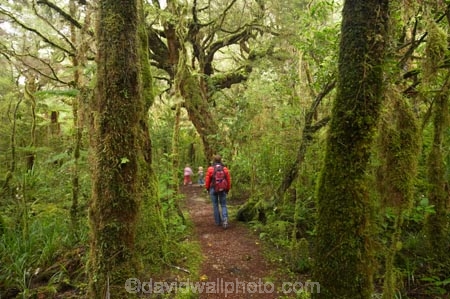 beautiful;beauty;bush;endemic;fern;ferns;forest;forests;green;hike;hiker;hikers;hiking;Kahurangi-National-Park;Karamea;lush;Moira-Gate-Arch;moss;mosses;mossy;national-park;national-parks;native;native-bush;natives;natural;nature;New-Zealand;Nothofagus;Oparara-Basin;people;person;ponga;pongas;punga;pungas;rain-forest;rain-forests;rain_forest;rain_forests;rainforest;rainforests;scene;scenic;South-Island;southern-beeches;timber;Track;tracks;tree;tree-fern;tree-ferns;tree-trunk;tree-trunks;trees;trunk;trunks;verdant;walker;walkers;walking;walking-track;walking-tracks;West-Coast;Westland;wood;woods
