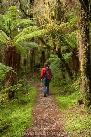beautiful;beauty;bush;endemic;fern;ferns;forest;forests;green;hike;hiker;hikers;hiking;Kahurangi-National-Park;Karamea;lush;Moira-Gate-Arch;moss;mosses;mossy;national-park;national-parks;native;native-bush;natives;natural;nature;New-Zealand;Nothofagus;Oparara-Basin;people;person;ponga;pongas;punga;pungas;rain-forest;rain-forests;rain_forest;rain_forests;rainforest;rainforests;scene;scenic;South-Island;southern-beeches;timber;Track;tracks;tree;tree-fern;tree-ferns;tree-trunk;tree-trunks;trees;trunk;trunks;verdant;walker;walkers;walking;walking-track;walking-tracks;West-Coast;Westland;wood;woods