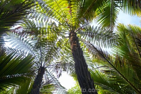 beautiful;beauty;bush;endemic;fern;ferns;forest;forests;Great-Walk;green;Heaphy-Track;Kahurangi-National-Park;Karamea;lush;national-park;national-parks;native;native-bush;natives;natural;nature;New-Zealand;nikau;nikau-palm;nikaus;Nothofagus;ponga;pongas;punga;pungas;rain-forest;rain-forests;rain_forest;rain_forests;rainforest;rainforests;scene;scenic;South-Island;southern-beeches;tree;tree-fern;tree-ferns;trees;verdant;West-Coast;Westland