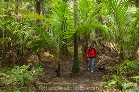 beautiful;beauty;bush;endemic;fern;ferns;forest;forests;Great-Walk;green;Heaphy-Track;hike;hiker;hikers;hiking;Kahurangi-National-Park;Karamea;lush;national-park;national-parks;native;native-bush;natives;natural;nature;New-Zealand;nikau;nikau-palm;nikaus;Nothofagus;people;person;ponga;pongas;punga;pungas;rain-forest;rain-forests;rain_forest;rain_forests;rainforest;rainforests;scene;scenic;South-Island;southern-beeches;tramp;tramper;trampers;tramping;tree;tree-fern;tree-ferns;trees;trek;treker;trekers;treking;trekker;trekkers;trekking;verdant;walk;walker;walkers;walking;West-Coast;Westland