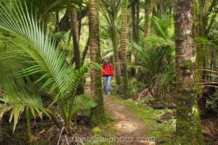 beautiful;beauty;bush;endemic;fern;ferns;forest;forests;Great-Walk;green;Heaphy-Track;hike;hiker;hikers;hiking;Kahurangi-National-Park;Karamea;lush;national-park;national-parks;native;native-bush;natives;natural;nature;New-Zealand;nikau;nikau-palm;nikaus;Nothofagus;people;person;ponga;pongas;punga;pungas;rain-forest;rain-forests;rain_forest;rain_forests;rainforest;rainforests;scene;scenic;South-Island;southern-beeches;tramp;tramper;trampers;tramping;tree;tree-fern;tree-ferns;trees;trek;treker;trekers;treking;trekker;trekkers;trekking;verdant;walk;walker;walkers;walking;West-Coast;Westland