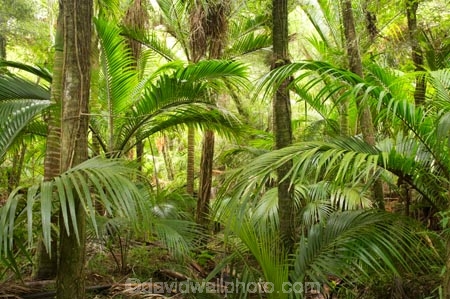 beautiful;beauty;bush;endemic;fern;ferns;forest;forests;Great-Walk;green;Heaphy-Track;Kahurangi-National-Park;Karamea;lush;national-park;national-parks;native;native-bush;natives;natural;nature;New-Zealand;nikau;nikau-palm;nikaus;Nothofagus;ponga;pongas;punga;pungas;rain-forest;rain-forests;rain_forest;rain_forests;rainforest;rainforests;scene;scenic;South-Island;southern-beeches;tree;tree-fern;tree-ferns;trees;verdant;West-Coast;Westland