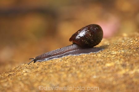 Giant-Carnivorous-Land-Snail;Kahurangi-National-Park;Karamea;national-park;national-parks;New-Zealand;Oparara-Basin;Powelliphanta-annectens;snail;snails;South-Island;West-Coast;Westland