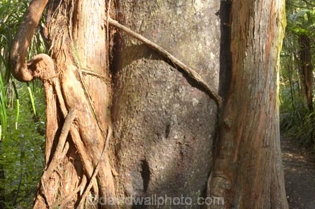 epiphyte;epiphytes;Metrosideros-robusta;myrtle;myrtleiphytic;native;native-tree;New-Zealand;northern-rata;Paparoa-National-Park;plant;plants;Rata-Tree;South-Island;tree;tree-trunk;tree-trunks;trees;trunk;trunks;West-Coast;Westland