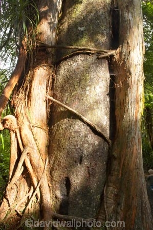 epiphyte;epiphytes;Metrosideros-robusta;myrtle;myrtleiphytic;native;native-tree;New-Zealand;northern-rata;Paparoa-National-Park;plant;plants;Rata-Tree;South-Island;tree;tree-trunk;tree-trunks;trees;trunk;trunks;West-Coast;Westland