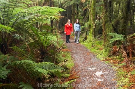 beautiful;beauty;Beech-Forest;bush;eco-tourism;eco-tourist;eco-tourists;eco_tourism;eco_tourist;eco_tourists;ecotourism;ecotourist;ecotourists;endemic;forest;forests;green;heritage-area;holiday;holidaying;holidays;Lake-Moeraki-Wilderness-Lodge;N.Z.;native;native-bush;natives;natural;nature;New-Zealand;Nothofagus;NZ;people;person;rain-forest;rain-forests;rain_forest;rain_forests;rainforest;rainforests;S.I.;scene;scenic;SI;South-Island;southern-beeches;te-wahi-pounamu;te-wahipounamu;te-wahipounamu-south_west-new-zealand-world-heritage-area;timber;tourism;tourist;tourists;travel;traveler;traveling;traveller;travelling;tree;tree-trunk;tree-trunks;trees;trunk;trunks;vacation;vacationers;vacationing;vacations;West-Coast;Westland;Wilderness-Lodge-Lake-Moeraki;wood;woods;world-heirtage-site;world-heirtage-sites;world-heritage-area;world-heritage-areas