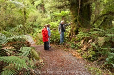 beautiful;beauty;Beech-Forest;bush;cyathea;eco-tourism;eco-tourist;eco-tourists;eco_tourism;eco_tourist;eco_tourists;ecotourism;ecotourist;ecotourists;endemic;fern;ferns;forest;forests;frond;fronds;green;guide;guides;heritage-area;holiday;holidaying;holidays;Lake-Moeraki-Wilderness-Lodge;N.Z.;native;native-bush;natives;natural;nature;New-Zealand;Nothofagus;NZ;people;person;ponga;pongas;punga;pungas;rain-forest;rain-forests;rain_forest;rain_forests;rainforest;rainforests;S.I.;scene;scenic;SI;South-Island;southern-beeches;te-wahi-pounamu;te-wahipounamu;te-wahipounamu-south_west-new-zealand-world-heritage-area;timber;tourism;tourist;tourists;travel;traveler;traveling;traveller;travelling;tree;tree-fern;tree-ferns;tree-trunk;tree-trunks;trees;trunk;trunks;vacation;vacationers;vacationing;vacations;West-Coast;Westland;Wilderness-Lodge-Lake-Moeraki;wood;woods;world-heirtage-site;world-heirtage-sites;world-heritage-area;world-heritage-areas