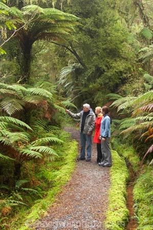beautiful;beauty;Beech-Forest;bush;cyathea;eco-tourism;eco-tourist;eco-tourists;eco_tourism;eco_tourist;eco_tourists;ecotourism;ecotourist;ecotourists;endemic;fern;ferns;forest;forests;frond;fronds;green;guide;guides;heritage-area;holiday;holidaying;holidays;Lake-Moeraki-Wilderness-Lodge;N.Z.;native;native-bush;natives;natural;nature;New-Zealand;Nothofagus;NZ;people;person;ponga;pongas;punga;pungas;rain-forest;rain-forests;rain_forest;rain_forests;rainforest;rainforests;S.I.;scene;scenic;SI;South-Island;southern-beeches;te-wahi-pounamu;te-wahipounamu;te-wahipounamu-south_west-new-zealand-world-heritage-area;timber;tourism;tourist;tourists;travel;traveler;traveling;traveller;travelling;tree;tree-fern;tree-ferns;tree-trunk;tree-trunks;trees;trunk;trunks;vacation;vacationers;vacationing;vacations;West-Coast;Westland;Wilderness-Lodge-Lake-Moeraki;wood;woods;world-heirtage-site;world-heirtage-sites;world-heritage-area;world-heritage-areas