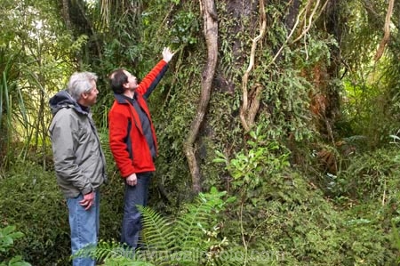 beautiful;beauty;bush;climber;climbers;eco-tourism;eco-tourist;eco-tourists;eco_tourism;eco_tourist;eco_tourists;ecotourism;ecotourist;ecotourists;endemic;epiphyte;epiphytes;forest;forests;green;guide;guides;heritage-area;Lake-Moeraki-Wilderness-Lodge;N.Z.;native;native-bush;natives;natural;nature;New-Zealand;NZ;people;person;rain-forest;rain-forests;rain_forest;rain_forests;rainforest;rainforests;S.I.;scene;scenic;SI;South-Island;te-wahi-pounamu;te-wahipounamu;te-wahipounamu-south_west-new-zealand-world-heritage-area;West-Coast;Westland;Wilderness-Lodge-Lake-Moeraki;wood;woods;world-heirtage-site;world-heirtage-sites;world-heritage-area;world-heritage-areas