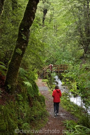 bridge;bridges;brook;brooks;creek;creeks;fern;ferns;flora;flow;foot-bridge;foot-bridges;footbridge;footbridges;forest;forestry;forests;green;hike;hiker;hikers;hiking;hiking-track;hiking-tracks;Lewis-Pass-Road;lush;N.Z.;native-bush;New-Zealand;NZ;outdoor;outdoors;pedestrian-bridge;pedestrian-bridges;people;person;S.I.;SI;South-Is.;South-Island;Springs-Junction;stream;streams;track;tracks;tramp;tramper;trampers;tramping;trek;treker;trekers;treking;trekker;trekkers;trekking;undergrowth;walk;walker;walkers;walking;walking-track;walking-tracks;water;watercourse;Waterfall-Walk-Track;Wesl-Coast;Westland;wet