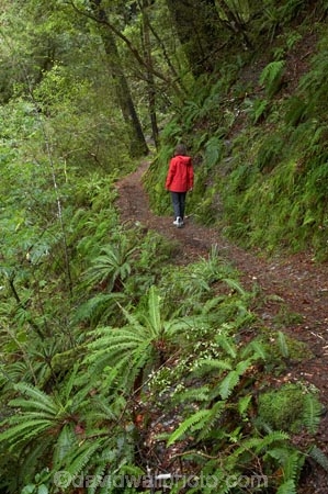 fern;ferns;flora;forest;forestry;forests;green;hike;hiker;hikers;hiking;hiking-track;hiking-tracks;Lewis-Pass-Road;lush;N.Z.;native-bush;New-Zealand;NZ;outdoor;outdoors;people;person;S.I.;SI;South-Is.;South-Island;Springs-Junction;track;tracks;tramp;tramper;trampers;tramping;trek;treker;trekers;treking;trekker;trekkers;trekking;walk;walker;walkers;walking;walking-track;walking-tracks;Waterfall-Walk-Track;Wesl-Coast;Westland