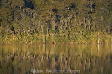 beautiful;beauty;bush;calm;endemic;forest;forests;green;lake;Lake-Mahinapua;lakes;N.Z.;native;native-bush;natives;natural;nature;New-Zealand;NZ;placid;quiet;rain-forest;rain-forests;rain_forest;rain_forests;rainforest;rainforests;reflection;reflections;S.I.;scene;scenic;serene;SI;smooth;South-Is.;South-Island;still;tranquil;tree;trees;water;Wesl-Coast;Westland;wood;woods