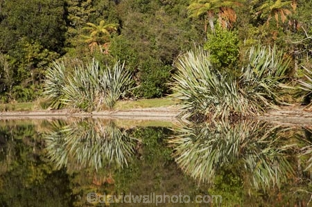 beautiful;beauty;bush;calm;endemic;flax;forest;forests;green;lake;Lake-Kaniere;lakes;N.Z.;native;native-bush;natives;natural;nature;New-Zealand;NZ;placid;quiet;rain-forest;rain-forests;rain_forest;rain_forests;rainforest;rainforests;reflection;reflections;S.I.;scene;scenic;serene;SI;smooth;South-Is.;South-Island;still;Sunny-Bight;tranquil;tree;trees;water;Wesl-Coast;Westland;wood;woods