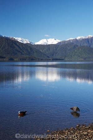 alp;alpine;alps;calm;duck;ducks;lake;Lake-Kaniere;lakes;main-divide;mount;Mount-Ambrose;mountain;mountain-peak;mountainous;mountains;mountainside;mt;Mt-Ambrose;mt.;Mt.-Ambrose;N.Z.;New-Zealand;NZ;placid;quiet;range;ranges;reflection;reflections;S.I.;serene;SI;smooth;snow;snow-capped;snow_capped;snowcapped;snowy;South-Is.;South-Island;southern-alps;still;Sunny-Bight;tranquil;water;Wesl-Coast;Westland