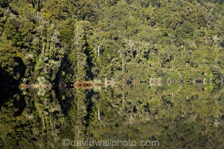 beautiful;beauty;bush;calm;endemic;forest;forests;green;lake;Lake-Mapourika;lakes;N.Z.;native;native-bush;natives;natural;nature;New-Zealand;NZ;placid;quiet;rain-forest;rain-forests;rain_forest;rain_forests;rainforest;rainforests;reflection;reflections;S.I.;scene;scenic;serene;SI;smooth;South-Is.;South-Island;South-West-New-Zealand-World-Heritage-Area;still;Te-Poutini-National-Park;Te-Wahipounamu;tranquil;tree;tree-trunk;tree-trunks;trees;water;West-Coast;Westland;Westland-National-Park;wood;woods;World-Heritage-Area