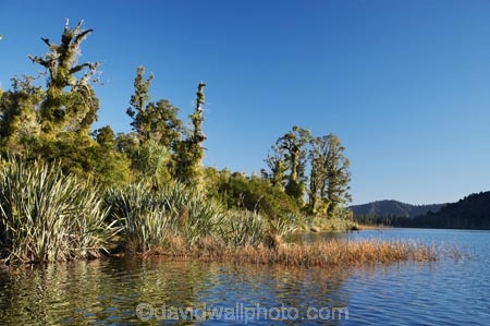 beautiful;beauty;bush;endemic;forest;forests;green;lake;Lake-Mapourika;lakes;N.Z.;native;native-bush;natives;natural;nature;New-Zealand;NZ;rain-forest;rain-forests;rain_forest;rain_forests;rainforest;rainforests;S.I.;scene;scenic;SI;South-Is.;South-Island;South-West-New-Zealand-World-Heritage-Area;Te-Poutini-National-Park;Te-Wahipounamu;tree;tree-trunk;tree-trunks;trees;West-Coast;Westland;westland-national-park;wood;woods;World-Heritage-Area