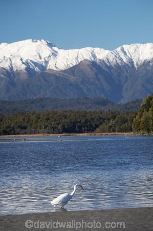 Animal;Animals;Aquatic-bird;Aquatic-birds;bird;birds;Egretta-alba;endangered;estuaries;estuary;fauna;feather;feathers;fly;flying;heron;herons;inlet;inlets;Kotuku;lagoon;lagoons;mountain;mountains;N.Z.;native;natives;natural;Nature;New-Zealand;NZ;Okarito-Lagoon;Ornithology;rare;S.I.;SI;snow-capped;South-Is.;South-Island;Southern-Alps;threatened;tidal;tide;Wading-bird;Wading-birds;water;West-Coast;Westland;white;White-Heron;Wild;Wildlife
