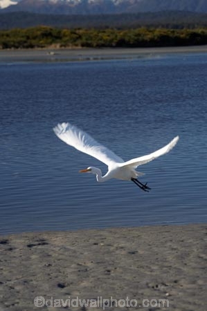Animal;Animals;Aquatic-bird;Aquatic-birds;bird;birds;Egretta-alba;endangered;estuaries;estuary;fauna;feather;feathers;flight;fly;flying;heron;herons;inlet;inlets;Kotuku;lagoon;lagoons;N.Z.;native;natives;natural;Nature;New-Zealand;NZ;Okarito-Lagoon;Ornithology;rare;S.I.;SI;South-Is.;South-Island;threatened;tidal;tide;Wading-bird;Wading-birds;water;West-Coast;Westland;white;White-Heron;Wild;Wildlife