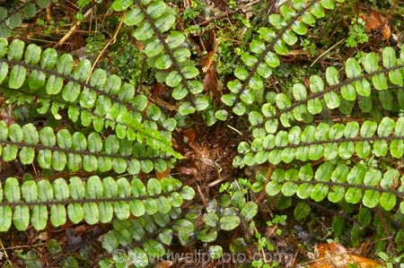 beautiful;beauty;Blechnum-fluviatile;bush;Creek-Fern;Creek-Ferns;endemic;fern;ferns;forest;forests;frond;fronds;green;heritage-area;kiwikiwi;N.Z.;native;native-bush;natives;natural;nature;New-Zealand;NZ;rain-forest;rain-forests;rain_forest;rain_forests;rainforest;rainforests;S.I.;scene;scenic;SI;South-Island;te-wahi-pounamu;te-wahipounamu;te-wahipounamu-south_west-new-zealand-world-heritage-area;West-Coast;Westland;wood;woods;world-heirtage-site;world-heirtage-sites;world-heritage-area;world-heritage-areas