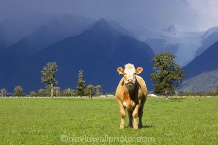 agricultural;agriculture;alp;alpine;alps;altitude;animal;animals;approaching-storm;beef;black-cloud;black-clouds;cattle;cloud;clouds;country;countryside;cow;cows;farm;farming;farmland;farms;field;fields;Fox-Glacier;fur;grass;grassy;gray-clouds;grey-clouds;Herbivore;Herbivores;Herbivorous;high-altitude;Livestock;main-divide;mammal;mammals;meadow;meadows;mount;mountain;mountain-peak;mountainous;mountains;mountainside;mt;mt.;New-Zealand;paddock;paddocks;pasture;pastures;peak;peaks;rain;rain-cloud;rain-clouds;range;ranges;rural;snow;South-Island;southern-alps;stock;storm;storm-cloud;storm-clouds;stormy;summit;summits;thunder-storm;thunder-storms;thunderstorm;thunderstorms;West-Coast;westland