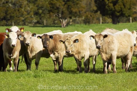 agricultural;agriculture;animal;animals;beef;cattle;country;countryside;cow;cows;farm;farming;farmland;farms;field;fields;Fox-Glacier;fur;grass;grassy;Herbivore;Herbivores;Herbivorous;herd;herds;Livestock;mammal;mammals;meadow;meadows;New-Zealand;paddock;paddocks;pasture;pastures;rural;South-Island;stock;West-Coast;westland