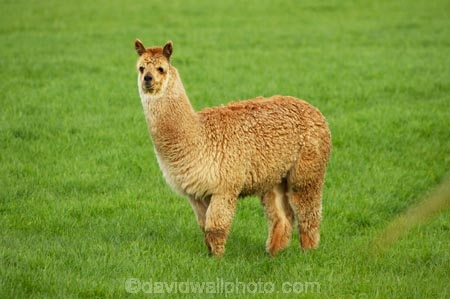 agricultural;agriculture;alpaca;alpacas;animal;animals;country;countryside;farm;farming;farmland;farms;field;fields;fur;Herbivore;Herbivores;Herbivorous;Karamea;Livestock;mammal;mammals;meadow;meadows;New-Zealand;paddock;paddocks;pasture;pastures;rural;South-Island;stock;West-Coast;Westland