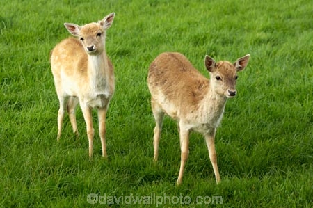 agricultural;agriculture;animal;animals;babies;baby;baby-deer;country;countryside;deer;farm;farming;farmland;farms;fawn;fawns;field;fields;fur;Herbivore;Herbivores;Herbivorous;Karamea;Livestock;mammal;mammals;meadow;meadows;New-Zealand;paddock;paddocks;pasture;pastures;rural;South-Island;stock;West-Coast;Westland;young