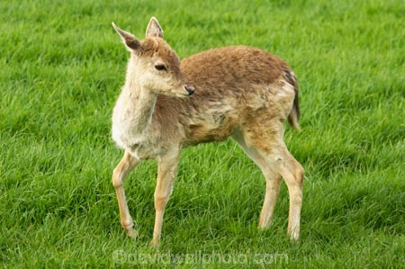 agricultural;agriculture;animal;animals;babies;baby;baby-deer;country;countryside;deer;farm;farming;farmland;farms;fawn;fawns;field;fields;fur;Herbivore;Herbivores;Herbivorous;Karamea;Livestock;mammal;mammals;meadow;meadows;New-Zealand;paddock;paddocks;pasture;pastures;rural;South-Island;stock;West-Coast;Westland;young