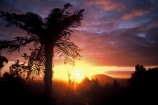 dusk;ferns;frond;fronds;icon;punga;silhouette;sun;sunset