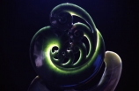 aesthetic;aesthetically-pleasing;art;artistic;artwork;beauty;create;creation;creative;greenstone;jade;Maori;native;pounamu;sculpt;sculpture