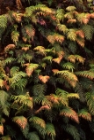 bank;fern;ferns;green;lush;native-bush;outdoor;outdoors;wall