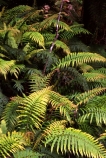 branch;branches;fern;ferns;forest;forestry;forests;frond;fronds;green;leaf;leaves;lush;native-bush;red;single