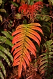 fern;ferns;forest;forestry;forests;green;lush;native-bush;red