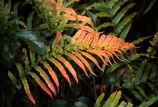 branch;branches;fern;ferns;forest;forestry;forests;frond;fronds;green;leaf;leaves;lush;native-bush;red;single